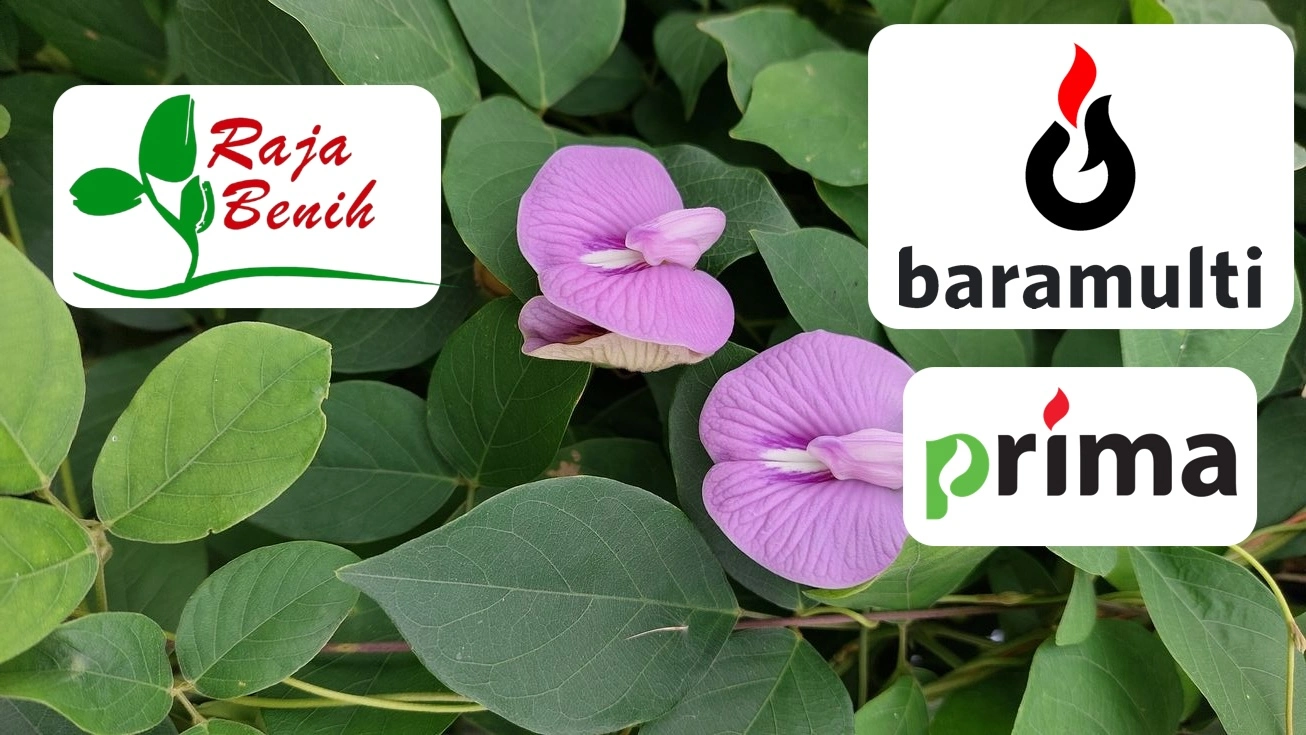 Raja Benih Dukung Baramulti Group dalam Reklamasi Tambang Batubara di Muara Enim, Sumatera Selatan